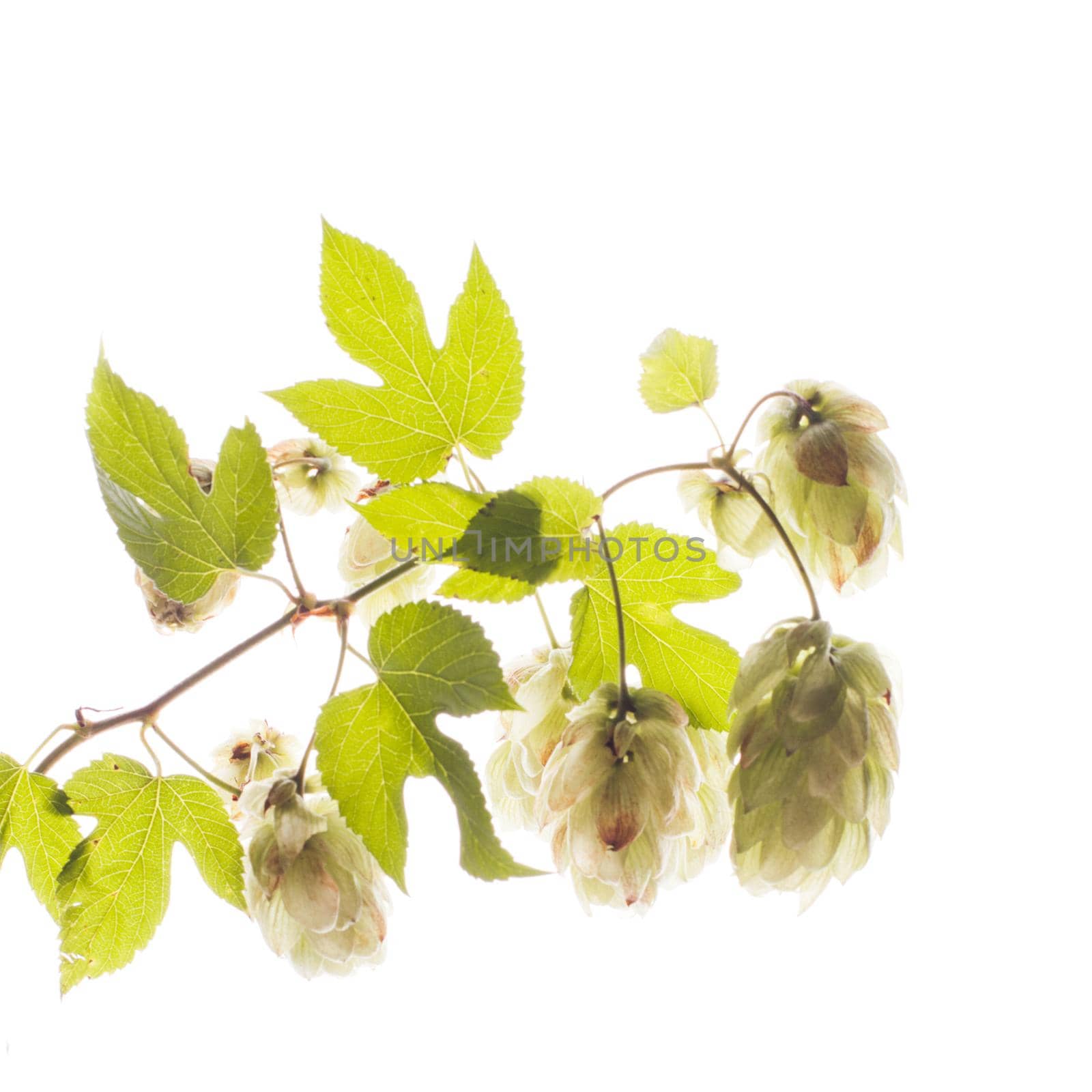 Twig of hops isolated on white background