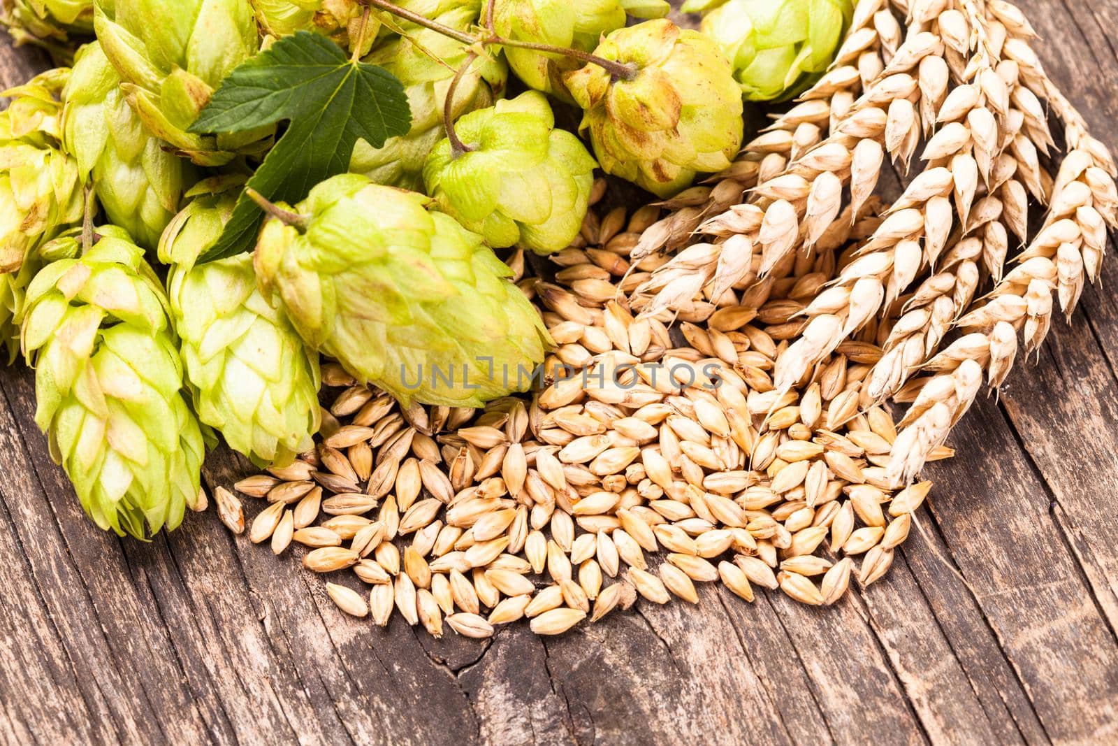 Barley and hops on a wooden background. Beer concept