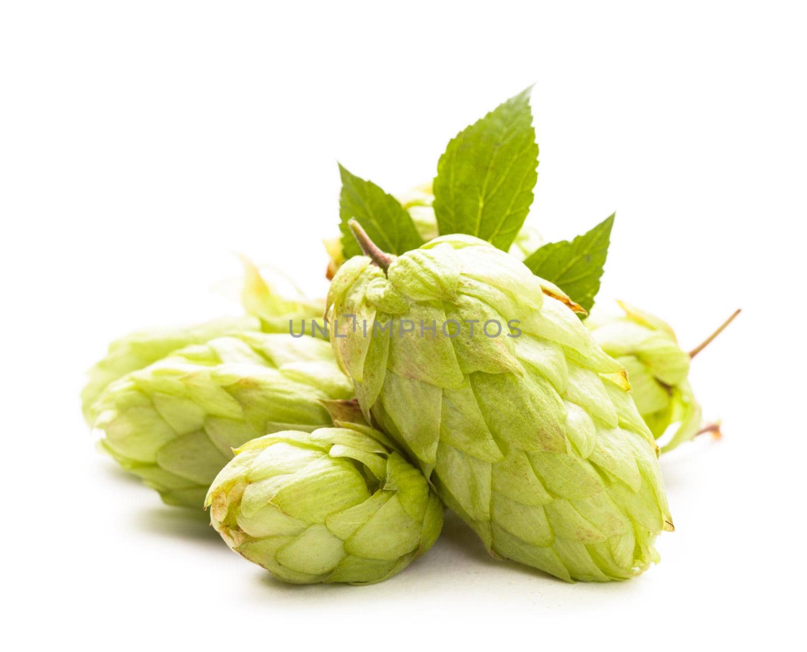 Hops with green leaf isolated on white background