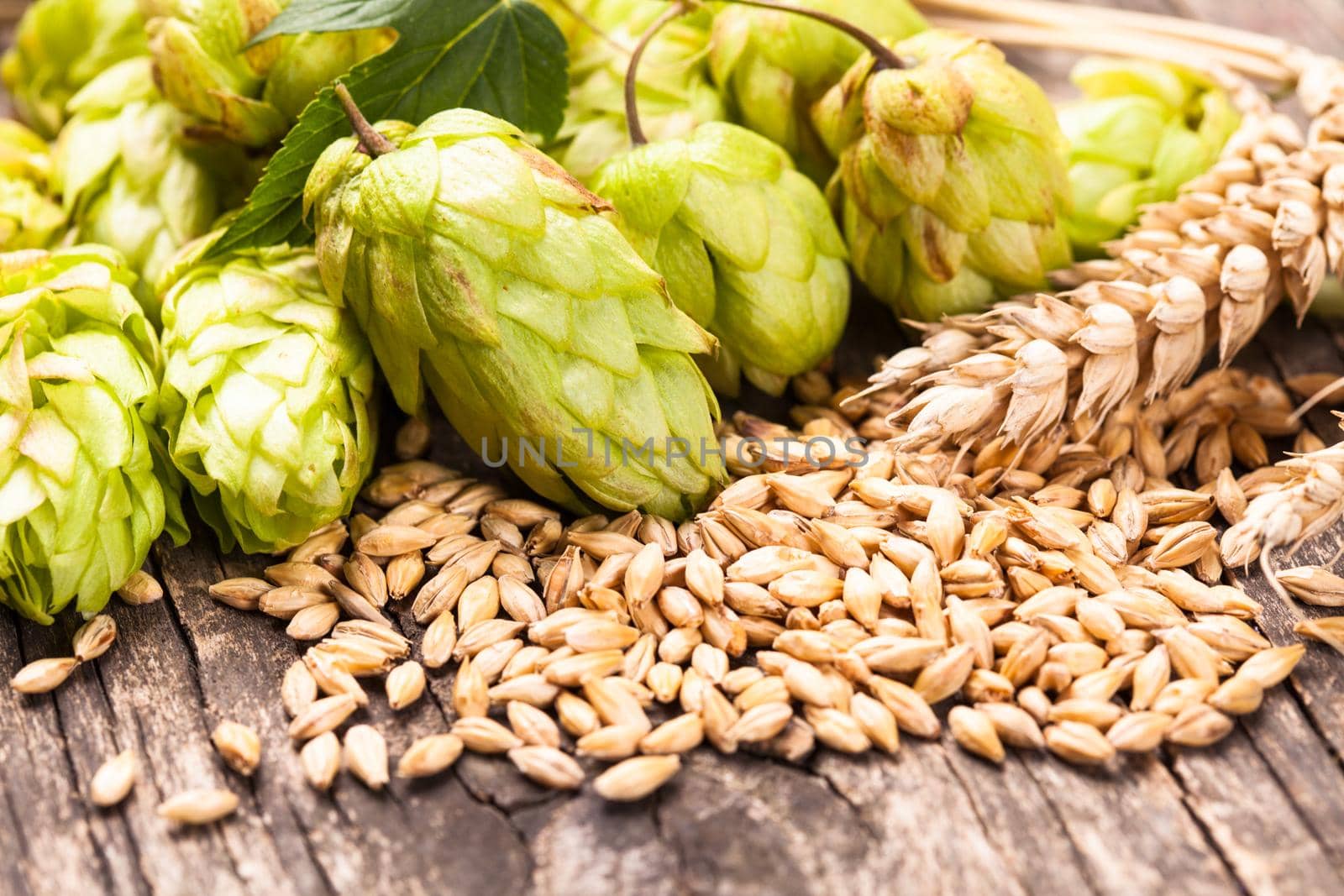 Barley and hops on a wooden background. Beer concept