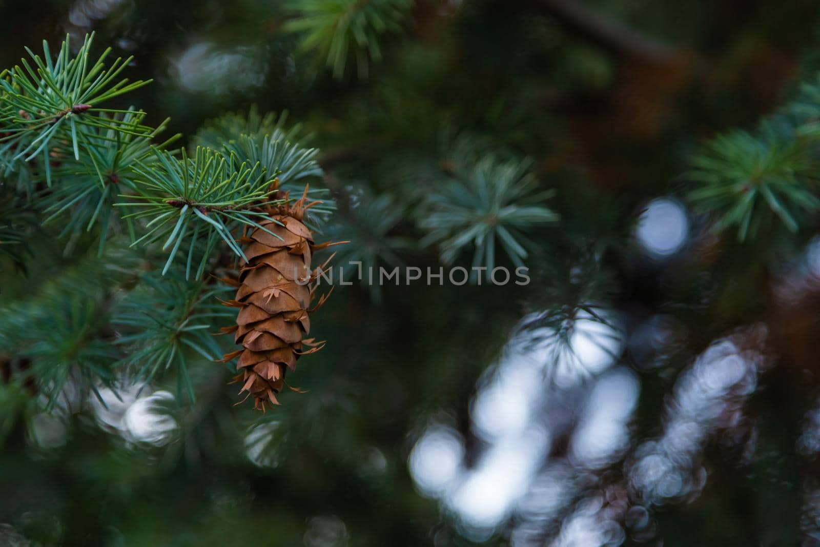 Cones on the branches of a large spruce. Beautiful Pine tree swaying in the wind