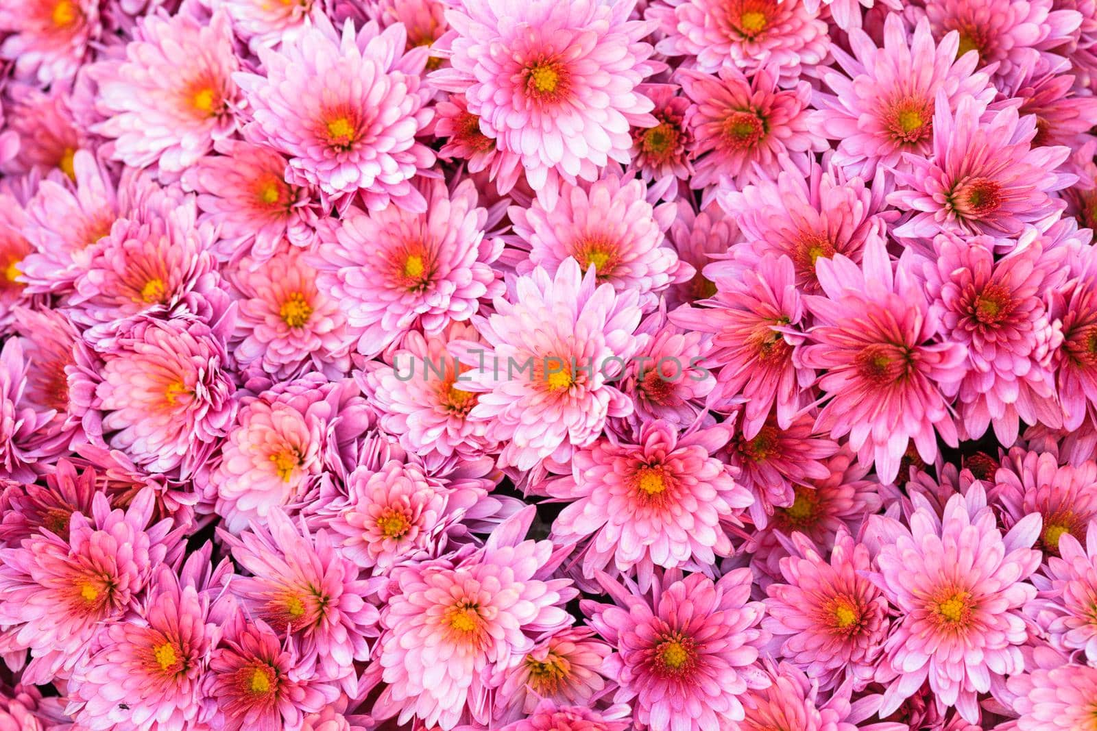 Pink chrysanthemum flowers close up on the bush