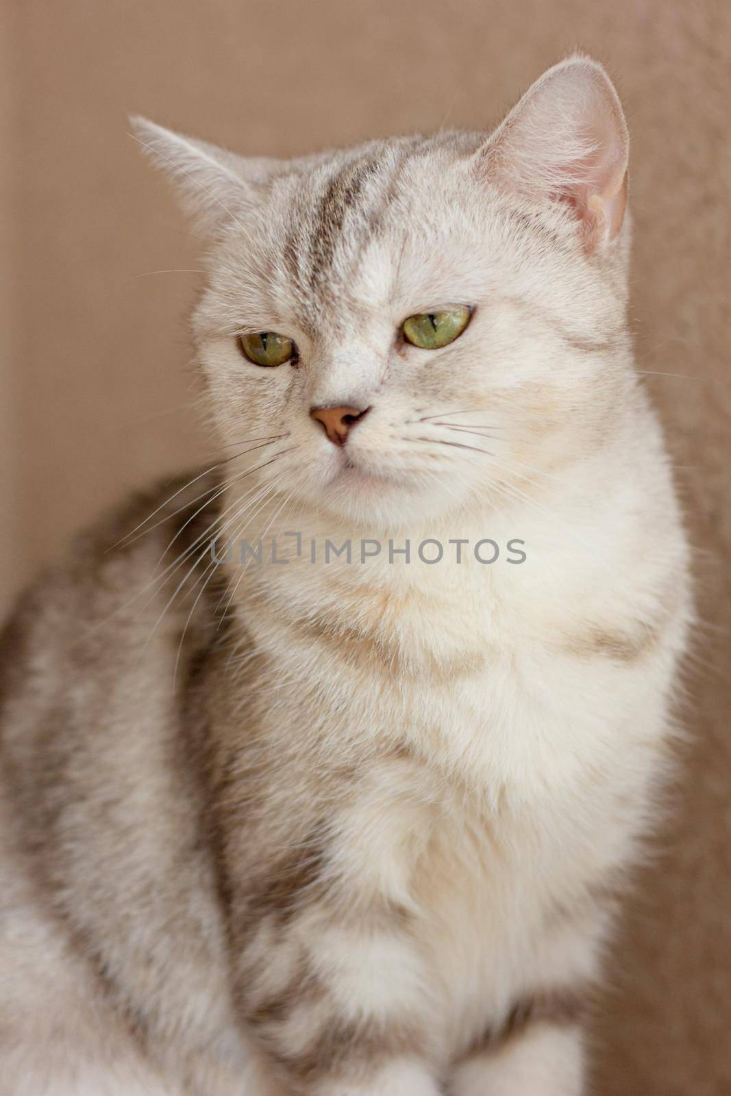 Beautiful gray cat portrait. Scottish straight cat.