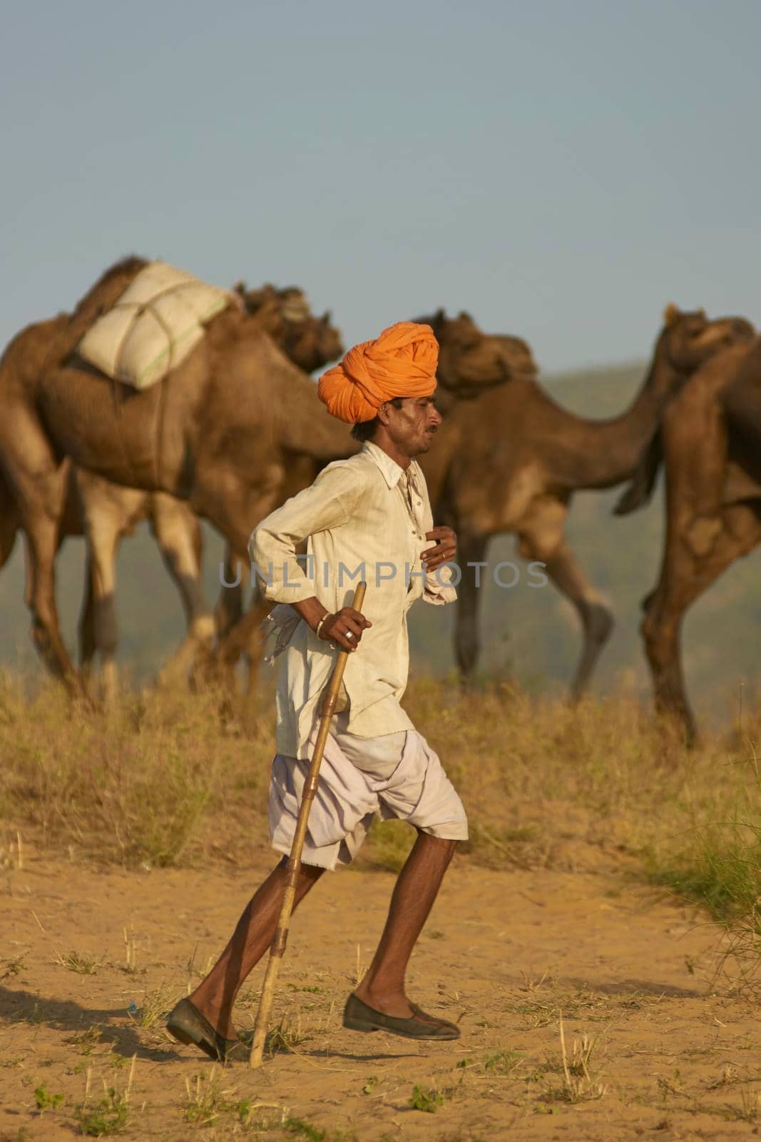 Pushkar, Rajasthan, India - November 6, 2008: Camel herder arriving at the annual Pushkar Fair in Rajasthan, India.