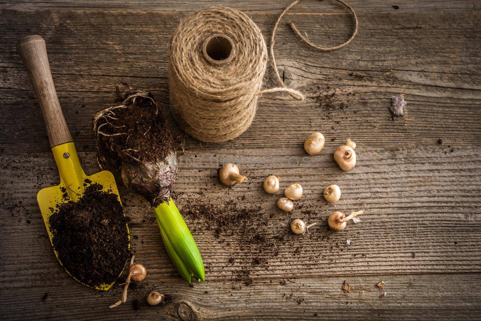 Plants for planting and garden accessories on a wooden table vintage