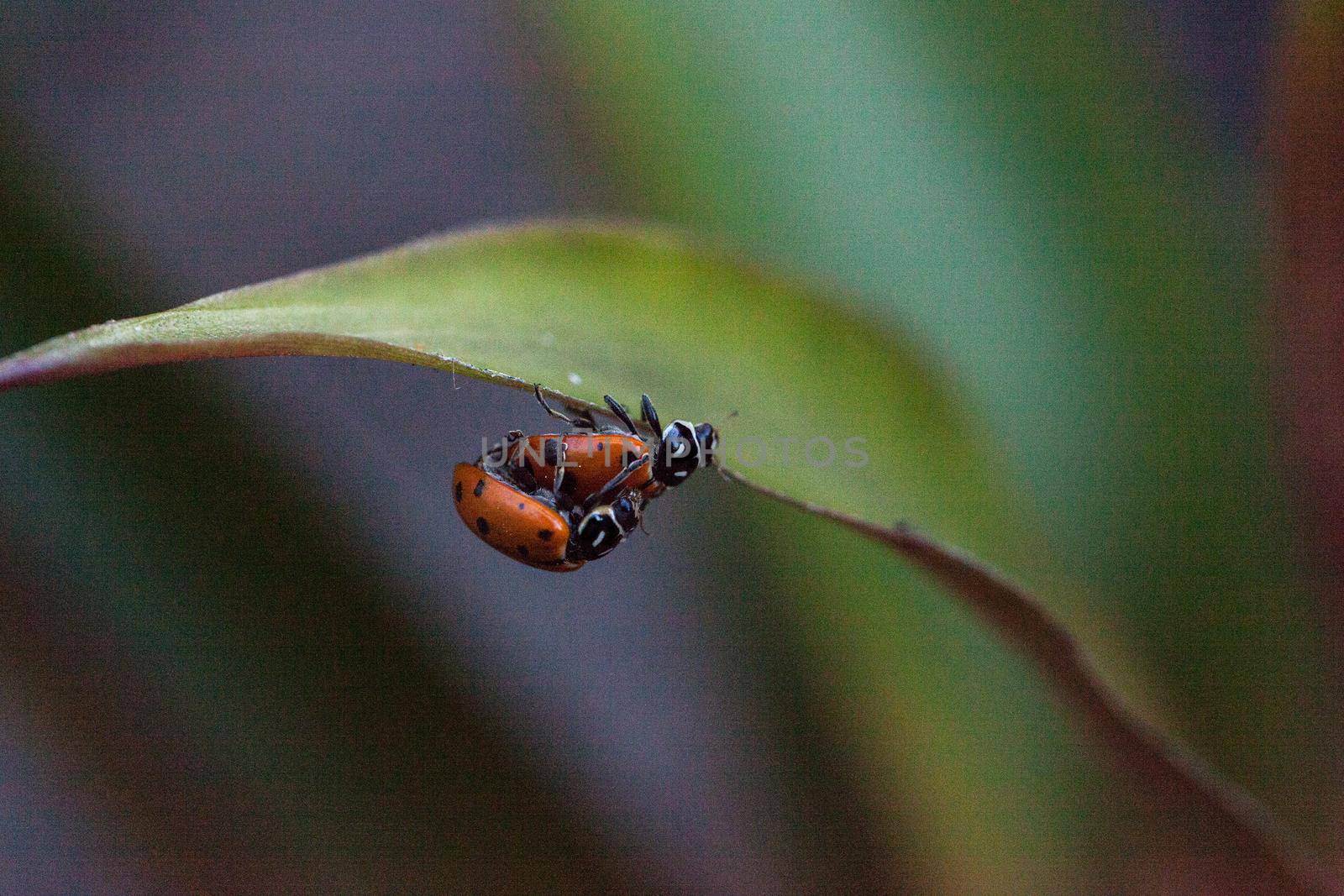 Mating Spotted Convergent lady beetles also called the ladybug Hippodamia convergens on a green leaf