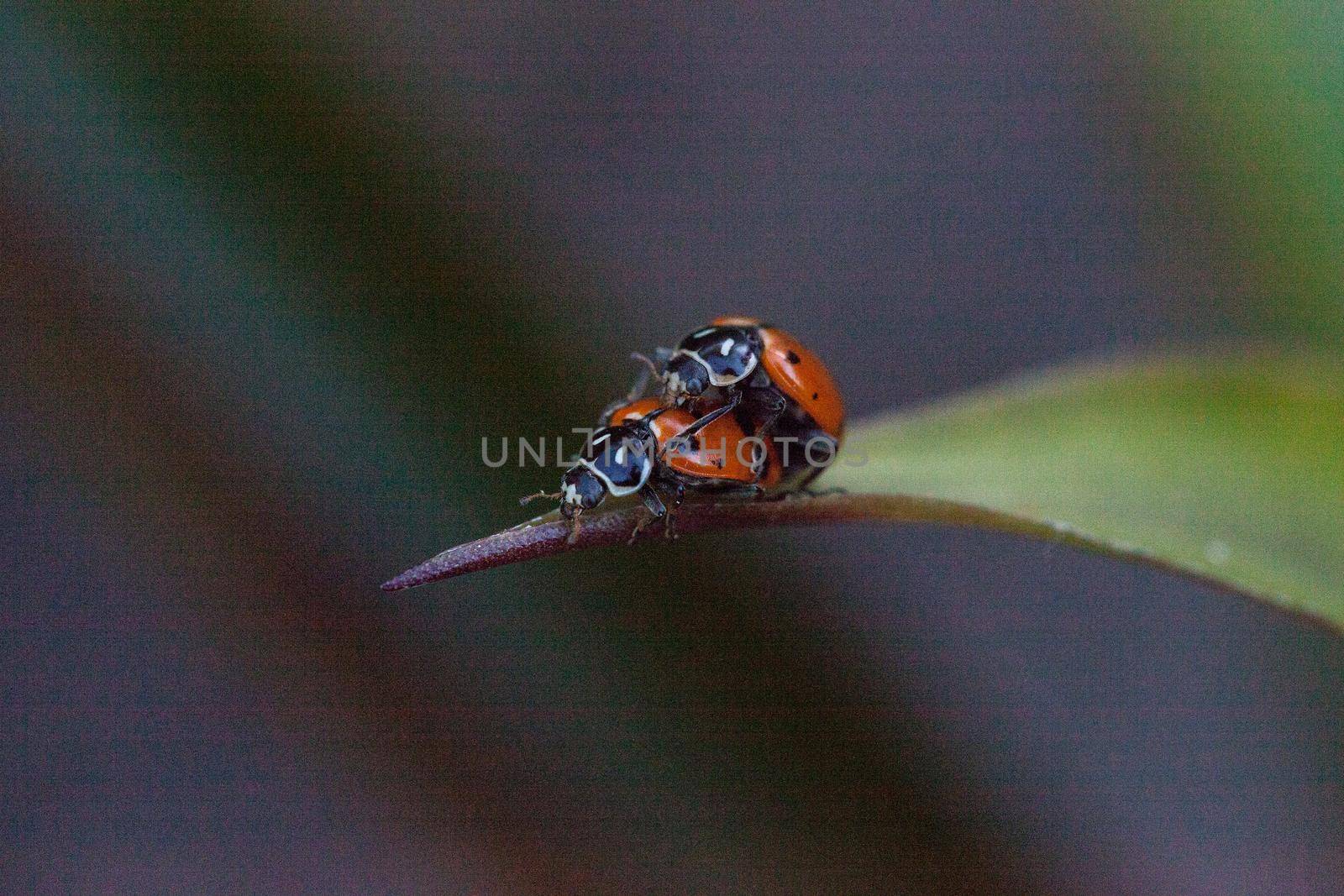 Mating Spotted Convergent lady beetles also called the ladybug Hippodamia convergens on a green leaf