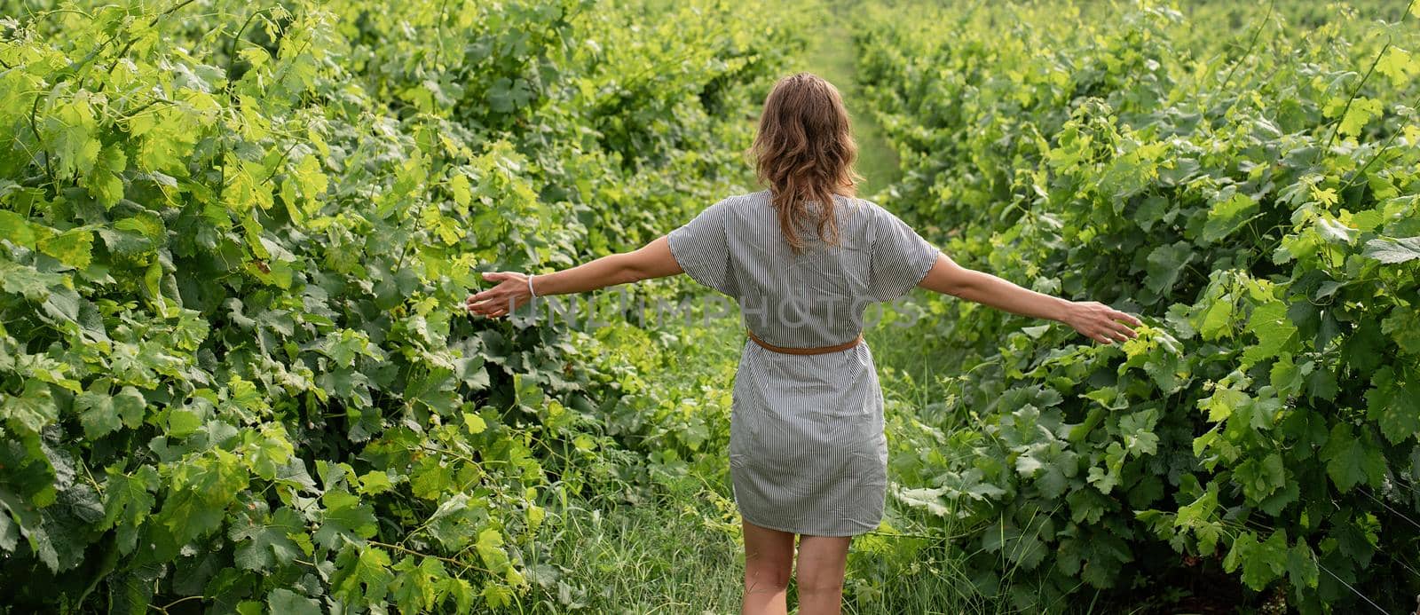 Back view of a woman in summer dress walking through the vineyard