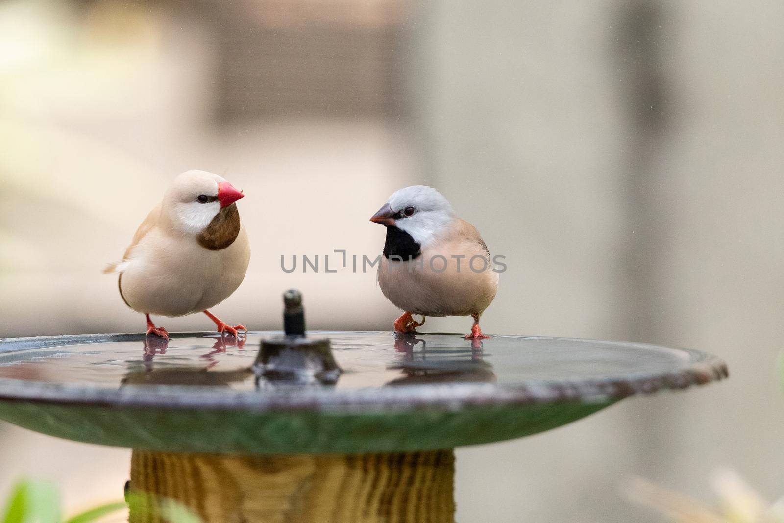 Bathing in a bird bath, a Long tailed finch bird Poephila acuticauda by steffstarr