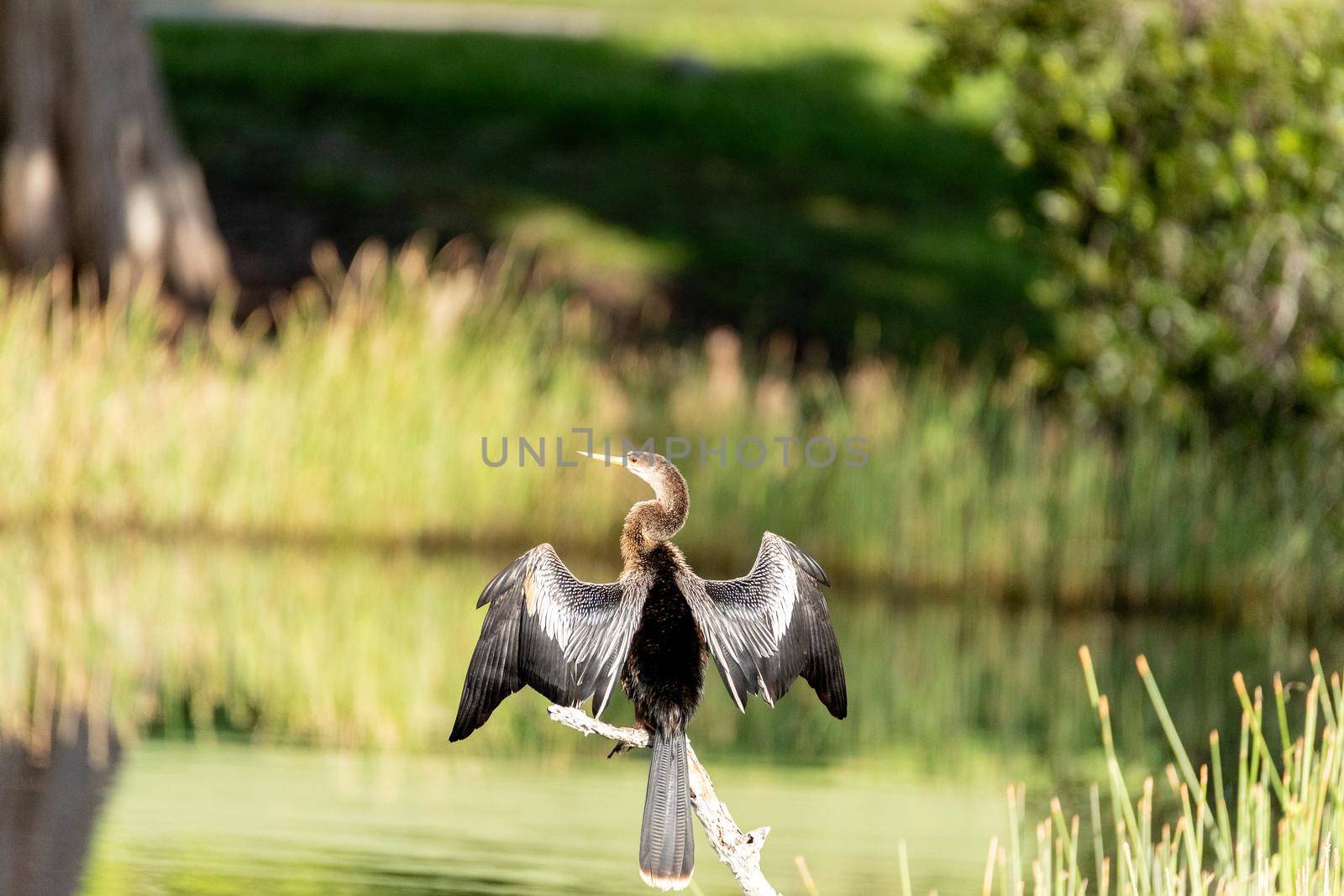 Spread wings of an Anhinga anhinga bird in a swamp in Naples, Florida.