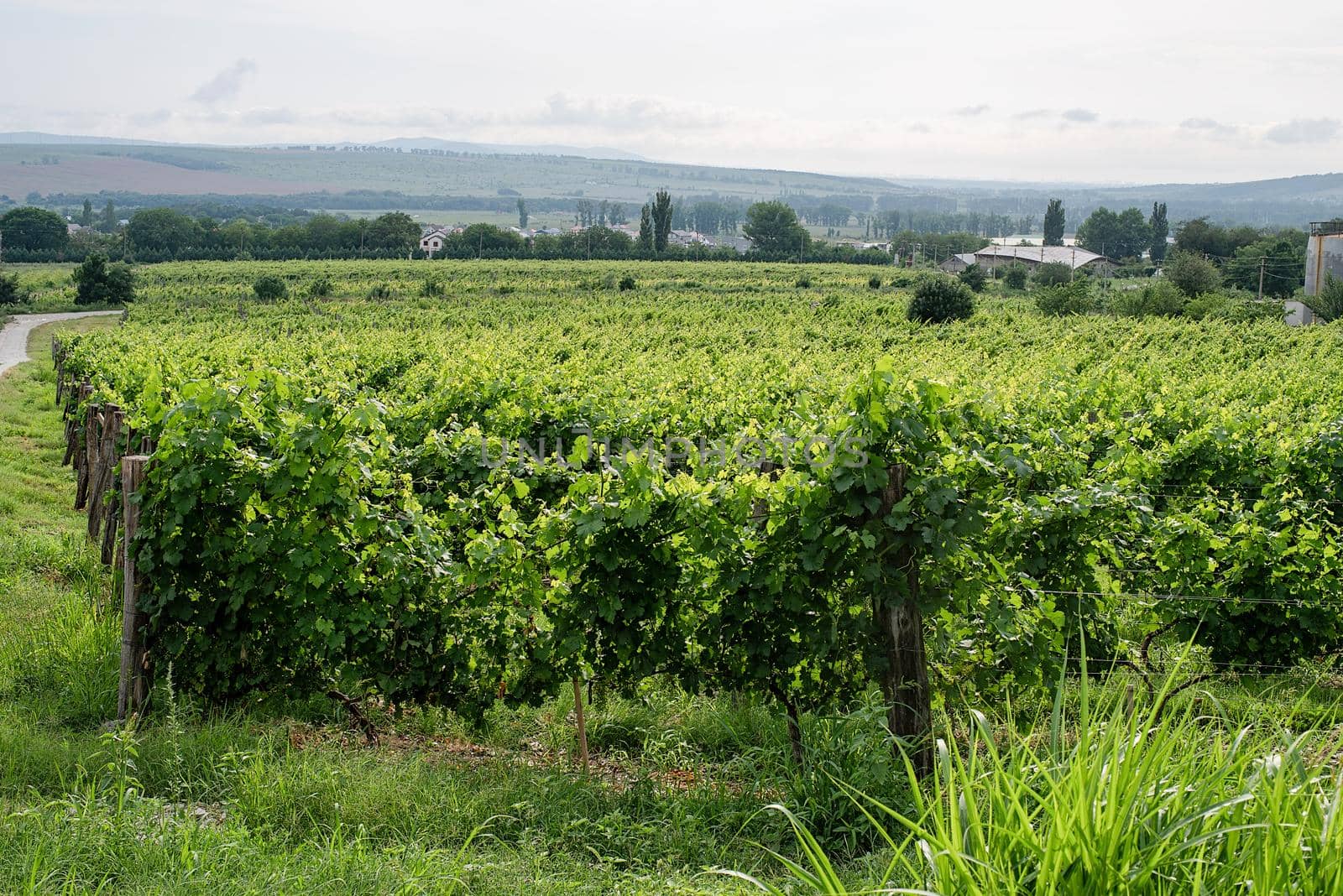 summer green vineyard in cloudy day