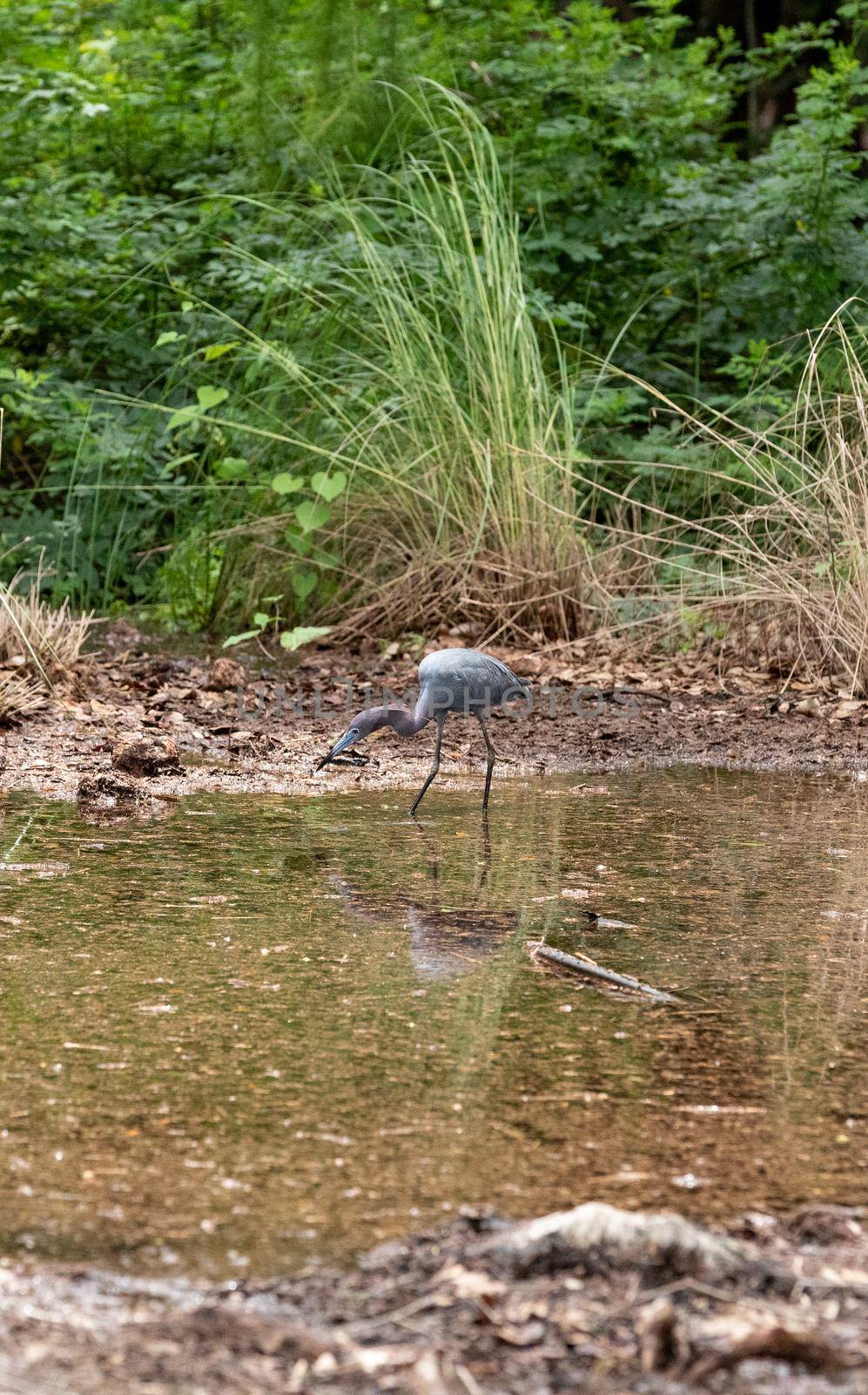 Little blue heron Egretta caerulea forages for food in a marsh in Naples, Florida.