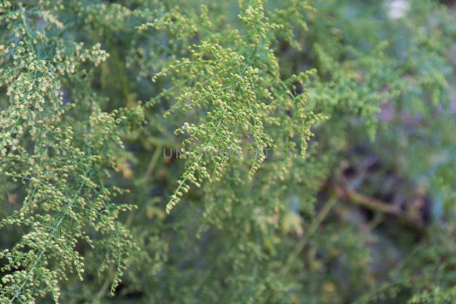 Detail of the branch of artemisia annua in bloom. Medicinal plant that grows wild in the mountains