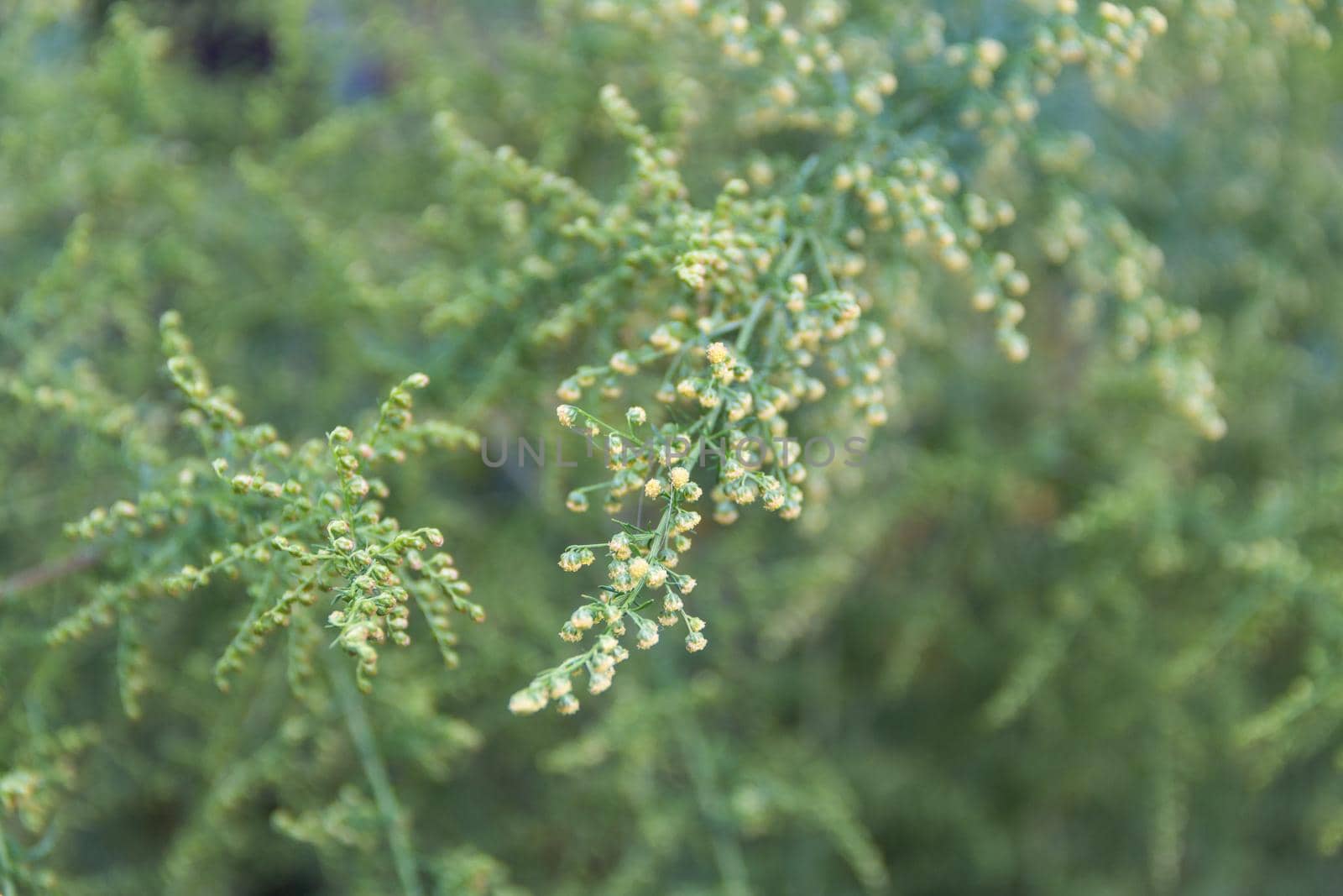 Detail of the branch of artemisia annua in bloom. Medicinal plant that grows wild in the mountains
