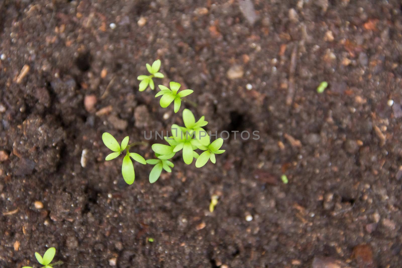 close-up of new watercress sprouts in the organic garden
