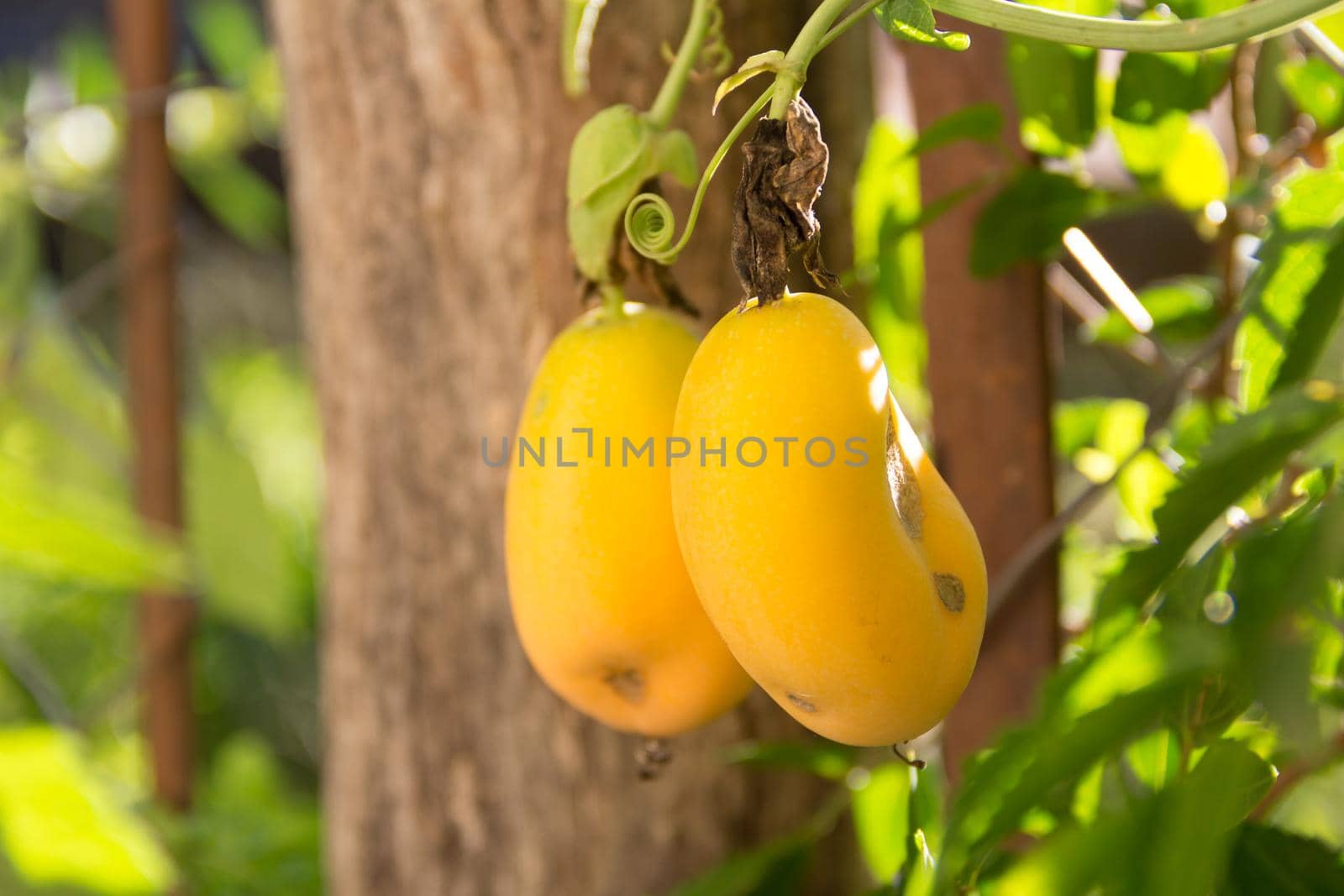 ripe orange fruits of passion fruit or passiflora on wild plant
