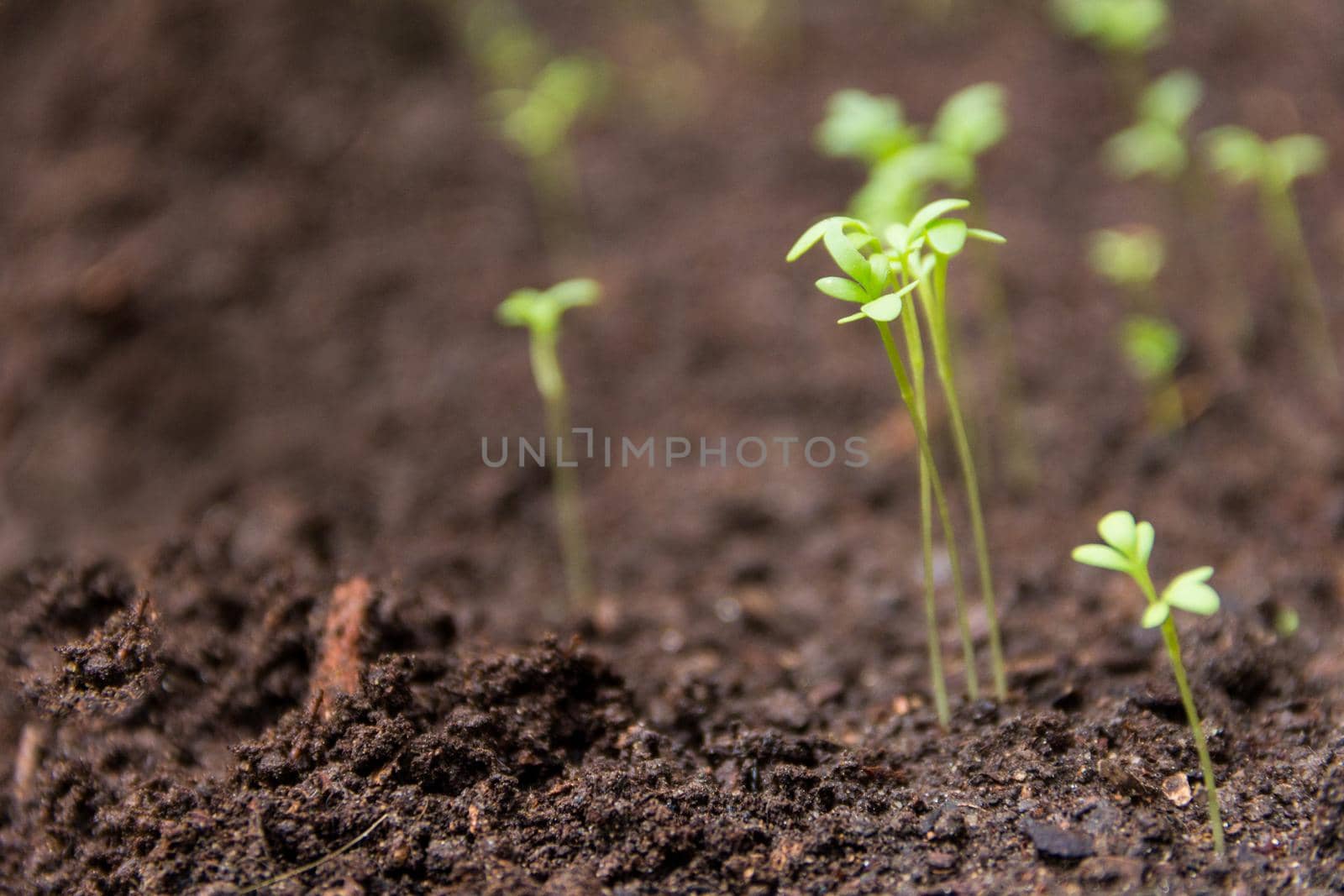 close-up of new watercress sprouts in the organic garden by GabrielaBertolini