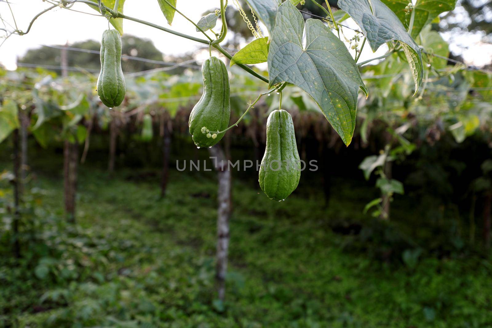mata de sao joao, bahia, brazil - july 23, 2018: Chayote plantation on a farm in the countryside in the town of Mata de Sao Joao.