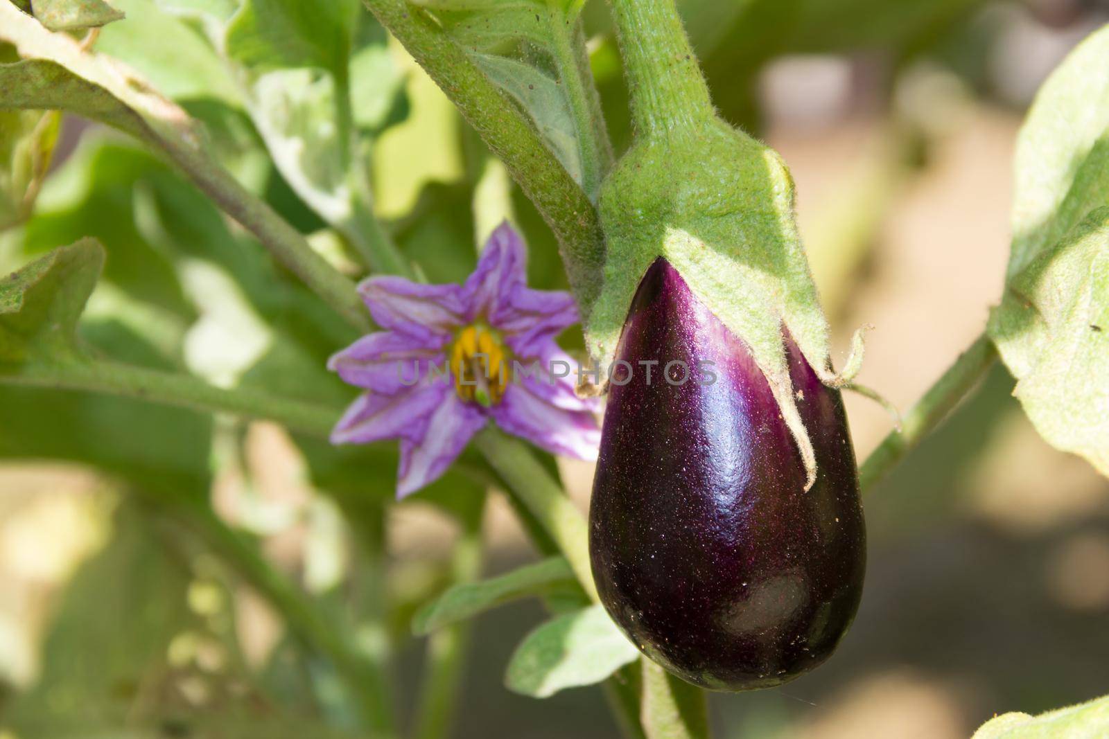 flowers and fruits of violet aubergines in the organic garden plant by GabrielaBertolini
