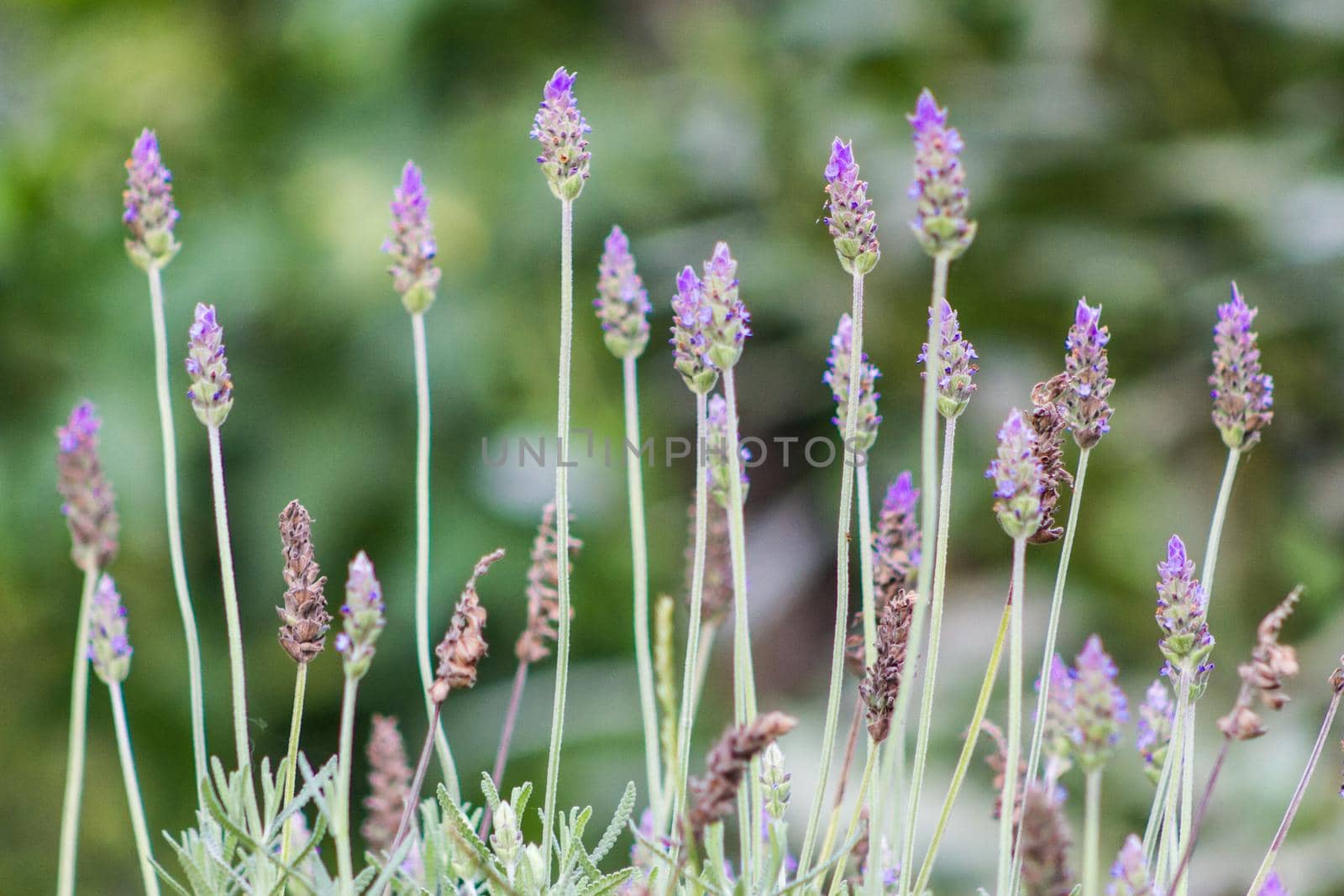 closeup of lavenders blooming in the sun in spring in the garden by GabrielaBertolini