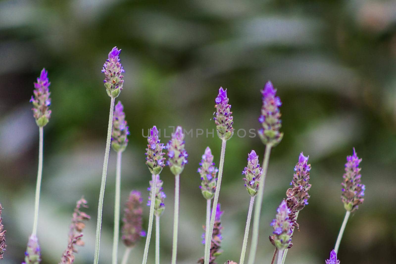 closeup of lavenders blooming in the sun in spring in the garden