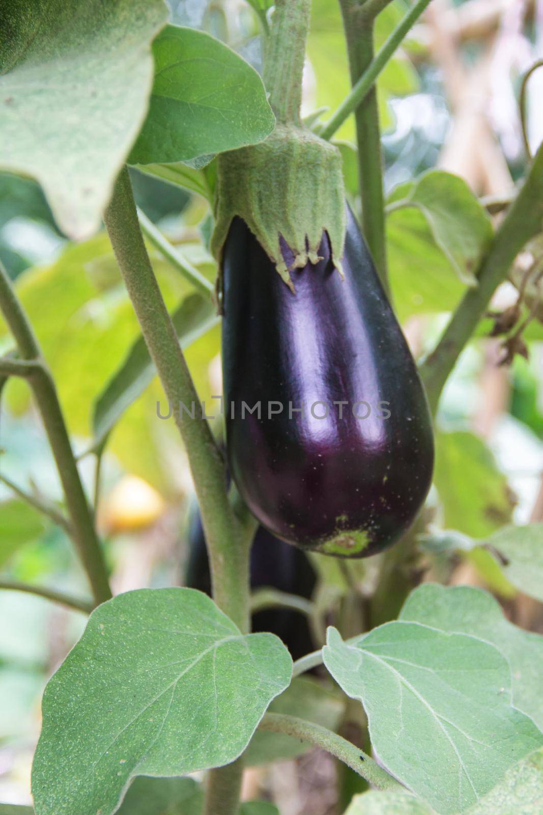 flowers and fruits of violet aubergines in the organic garden plant