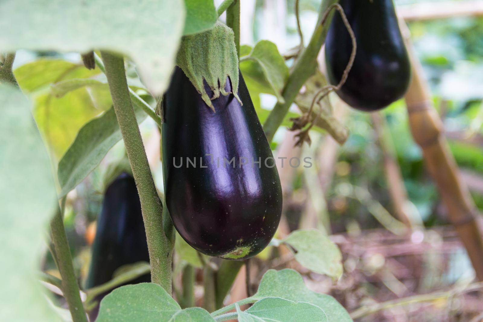 flowers and fruits of violet aubergines in the organic garden plant