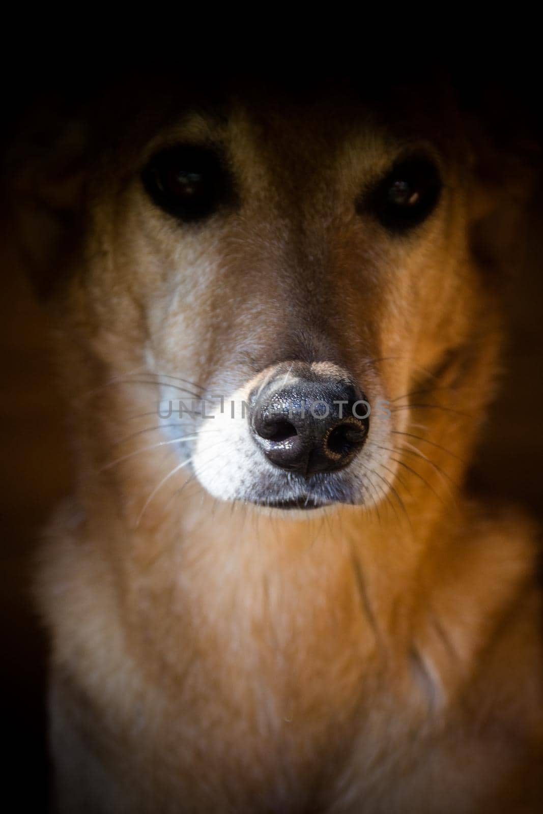 portrait of a stray dog that suffers animal abuse in the streets