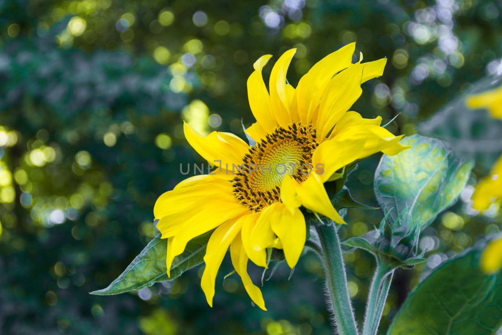 sunflower flower cultivated in the organic family garden by GabrielaBertolini