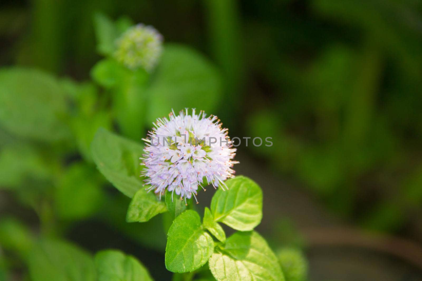 mint plant flower in the family garden in spring