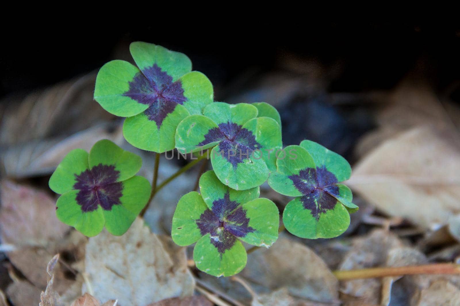 plant of the four-leaf clover or lucky clover, in the autumn garden by GabrielaBertolini