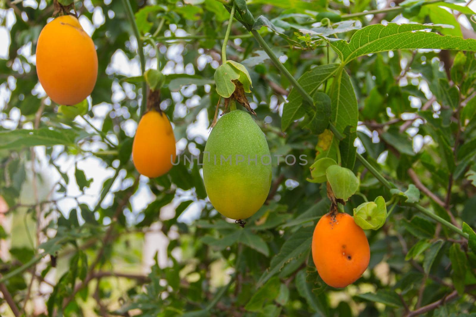 ripe orange fruits of passion fruit or passiflora on wild plant by GabrielaBertolini