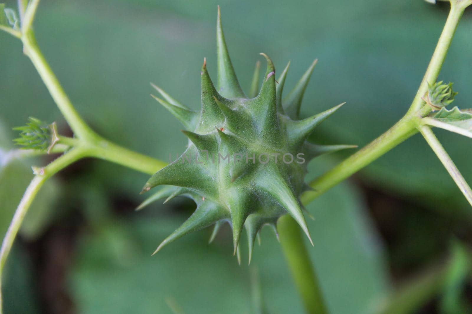fruits of Datura ferox that grow wild, known as toloache or chamico