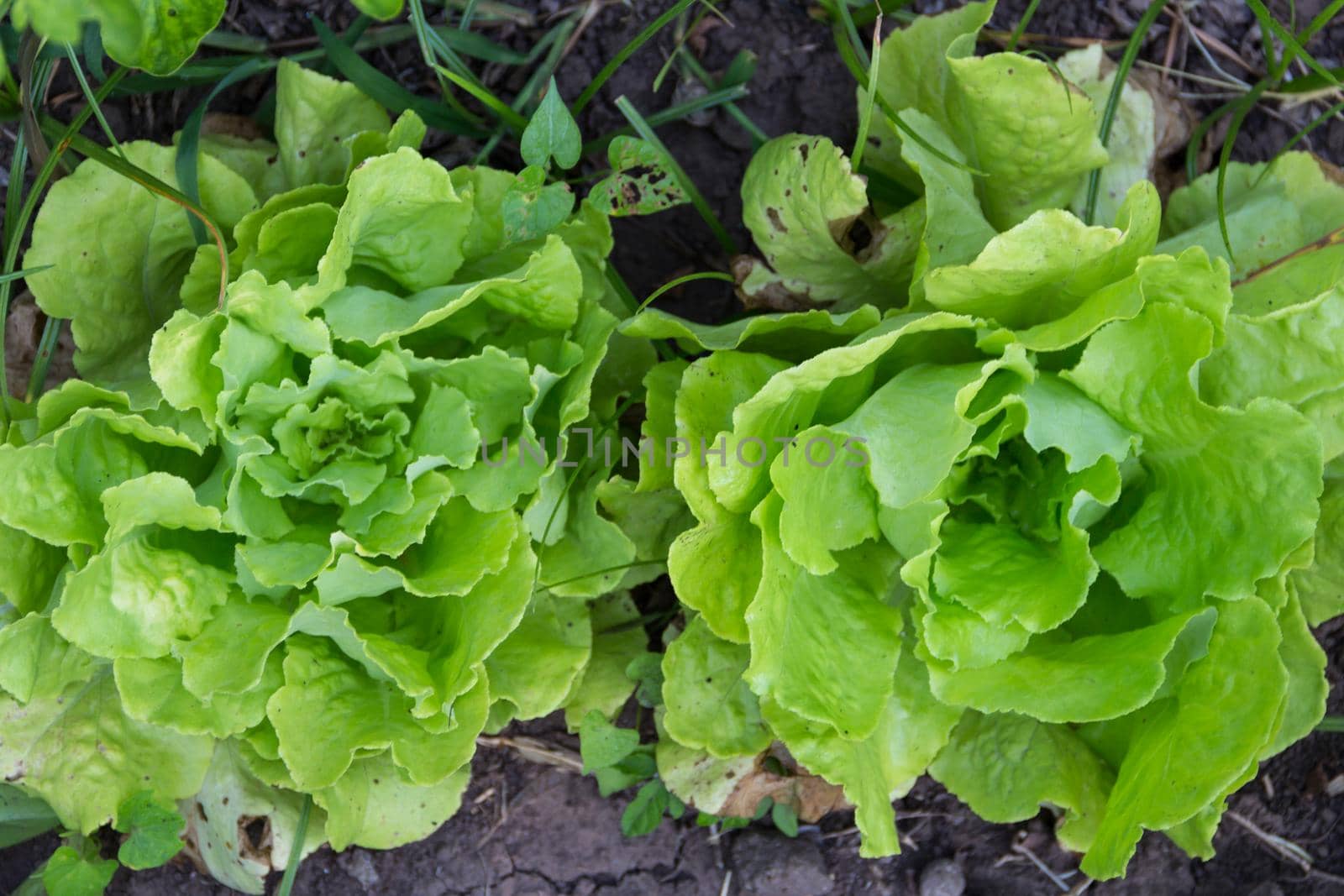lettuce plants in the organic garden in summer, called Lactuca sativa by GabrielaBertolini