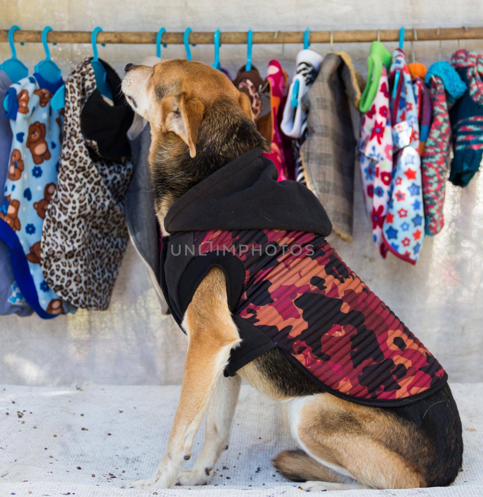 shopping dog trying clothes in pet clothing store by GabrielaBertolini