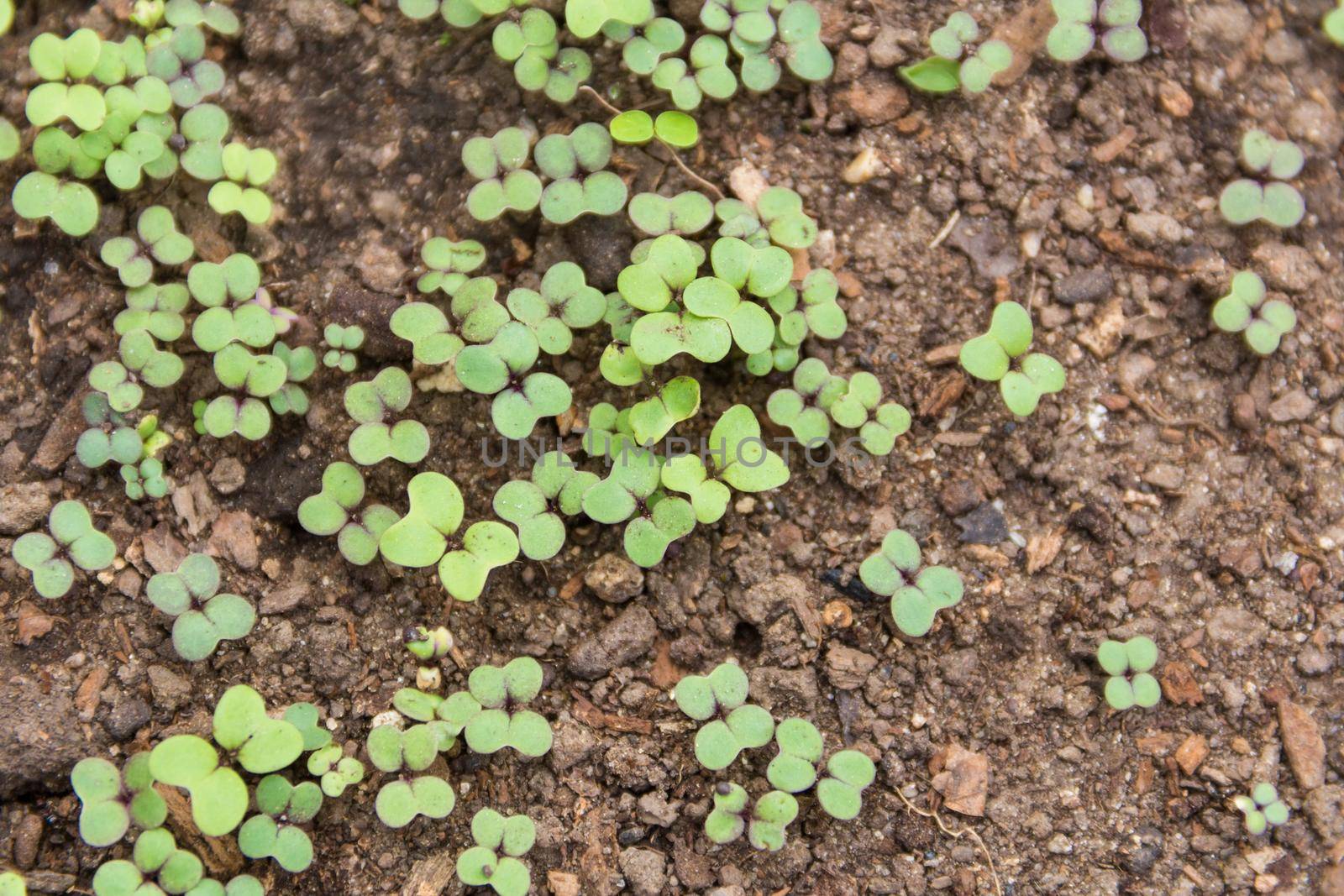 top view of broccoli sprouts in the sprouter of the organic garden