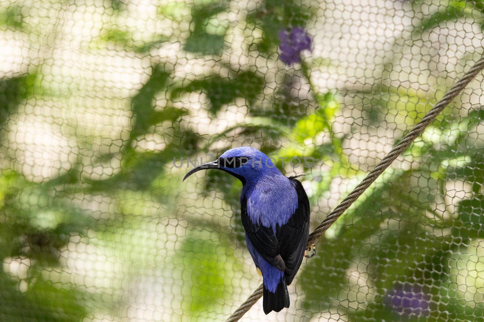 Yellow legged honeycreeper Cyanerpes caeruleus by steffstarr