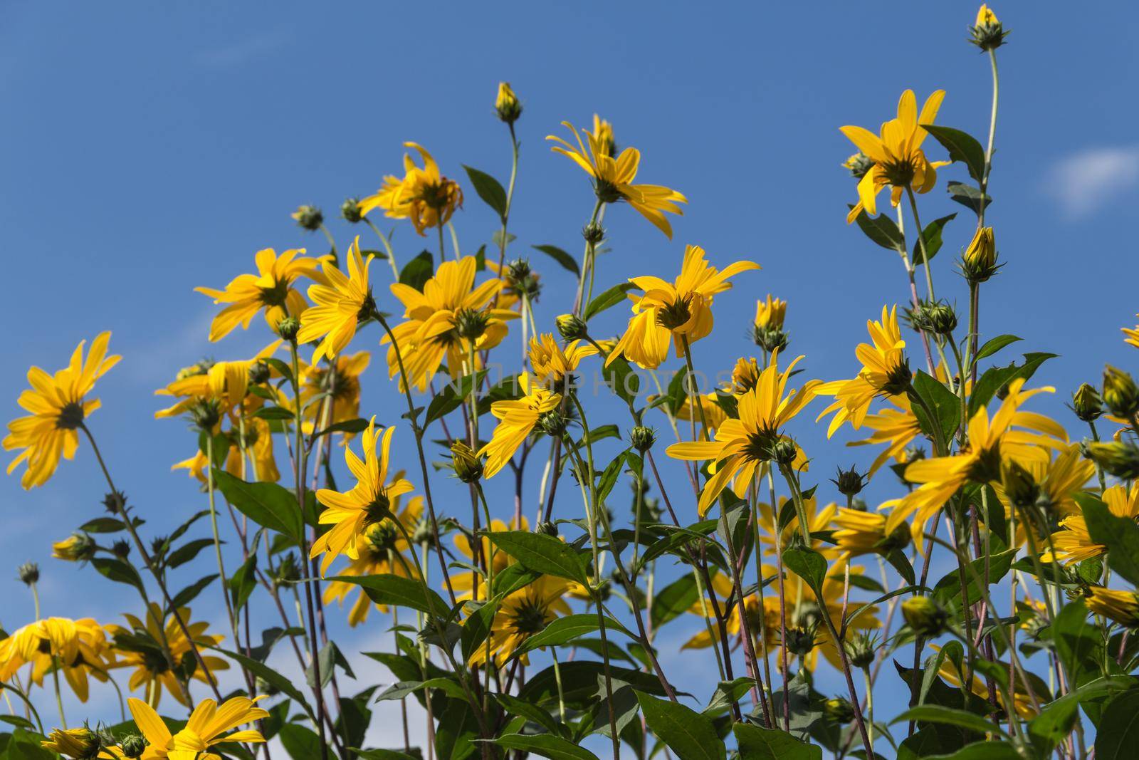 Yellow flowers of the garden sunflower, Helianthus tuberosus or Jerusalem artichoke by GabrielaBertolini