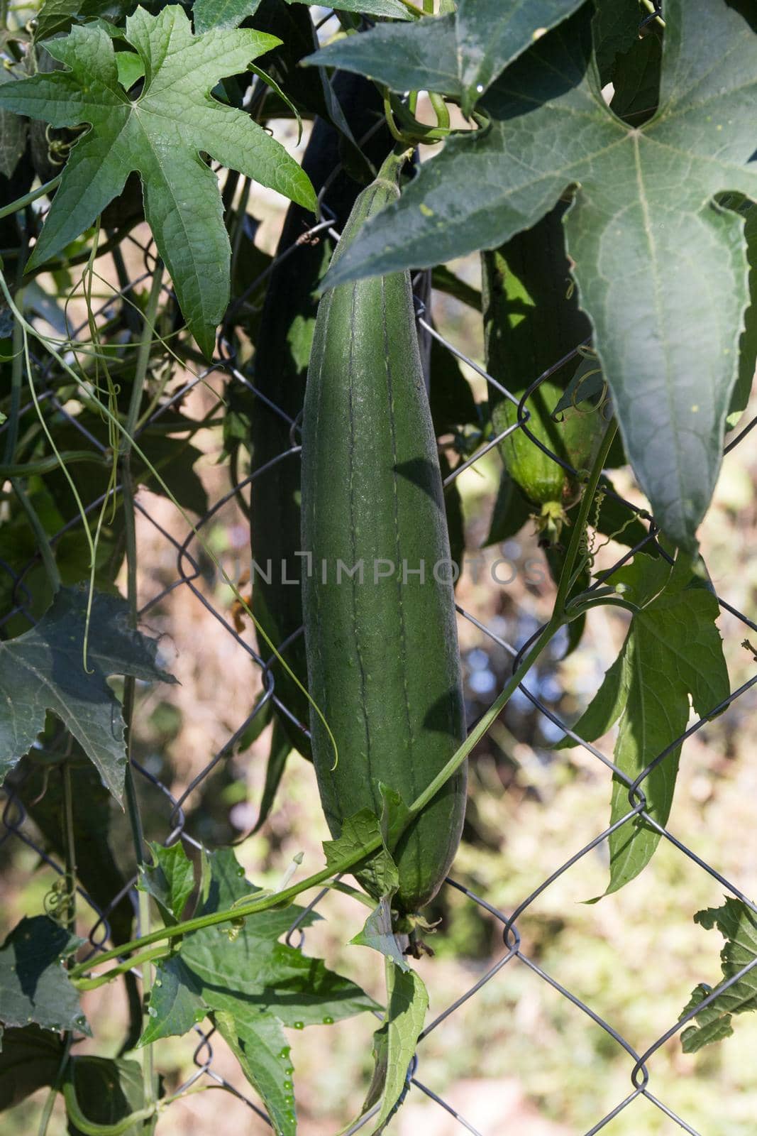 immature luffa fruits to eat in the garden fence by GabrielaBertolini
