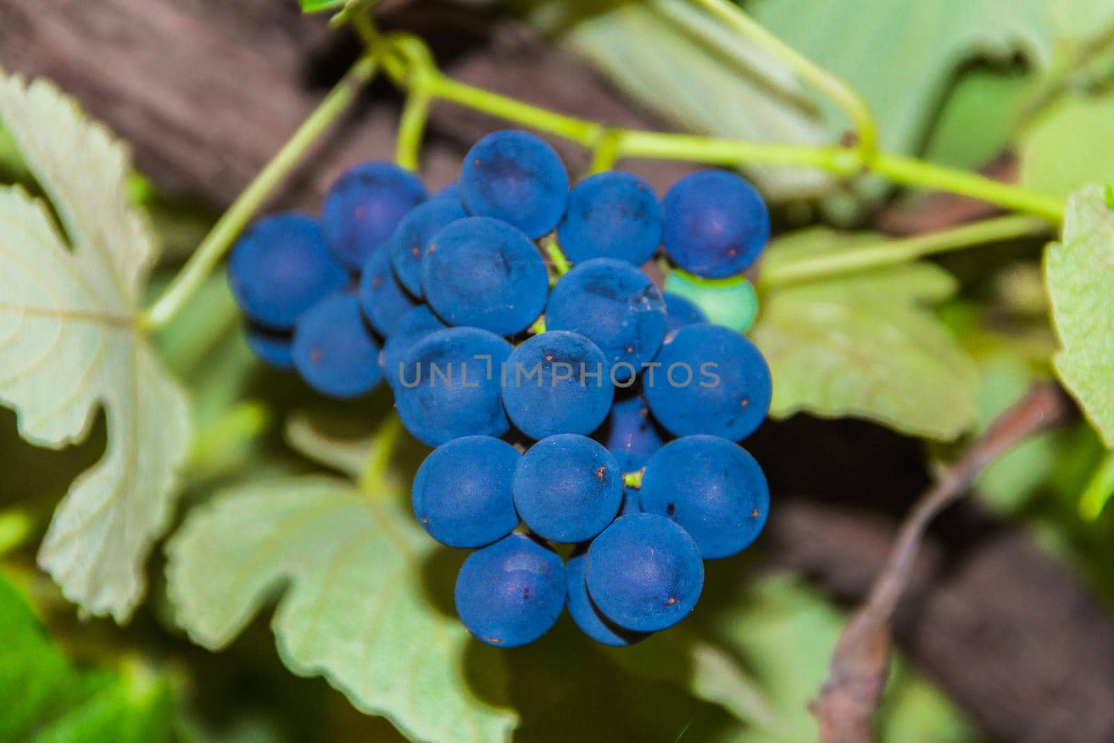 detail of a bunch of blue grapes of the Vitis labrusca variety in the orchard