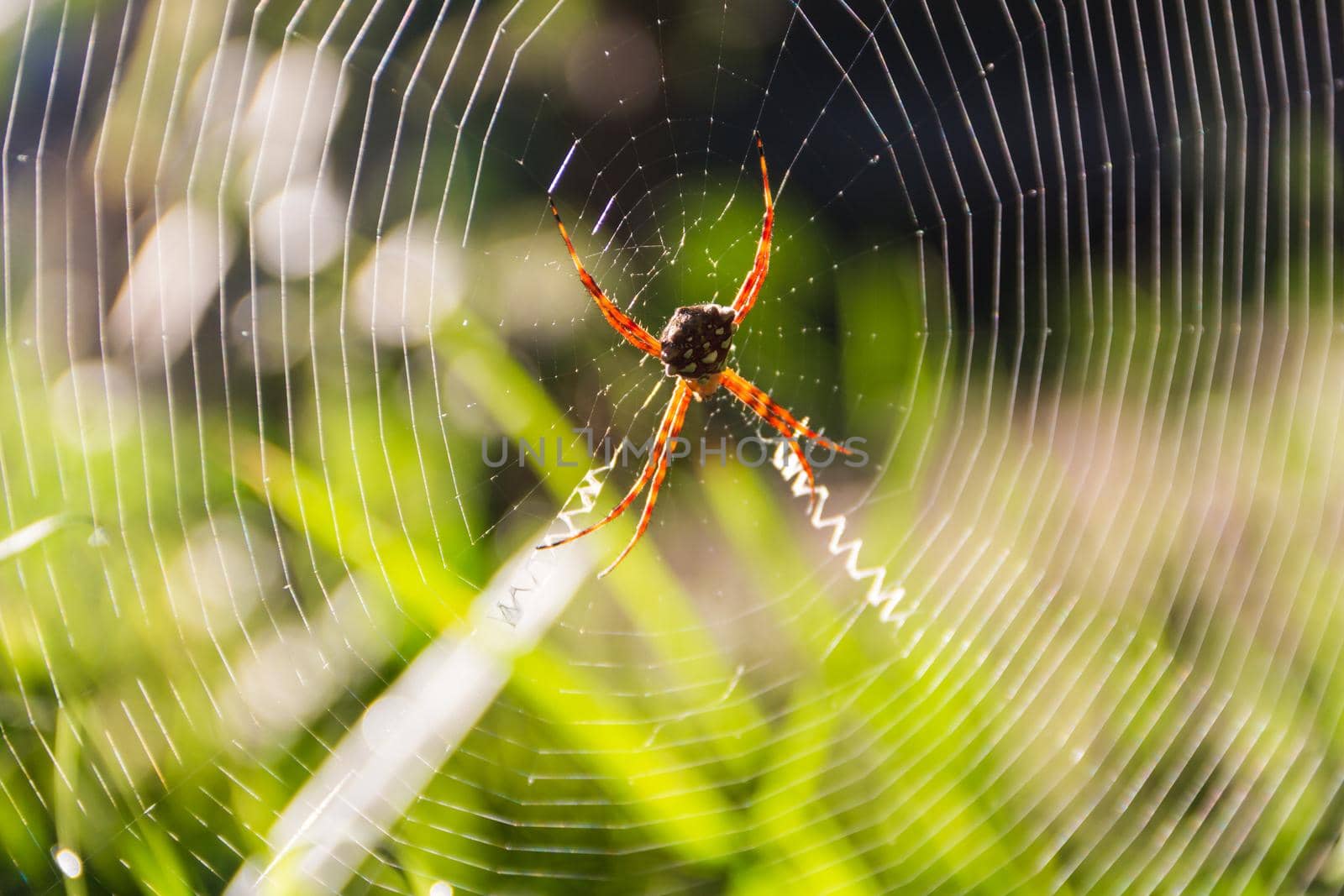 an Argiope lobata Pallas spider, on its web in the garden by GabrielaBertolini