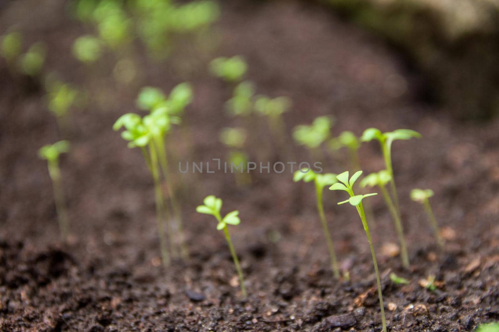 close-up of new watercress sprouts in the organic garden