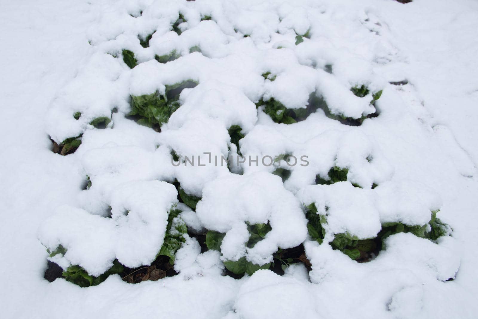 lettuce in the snow covered garden by GabrielaBertolini