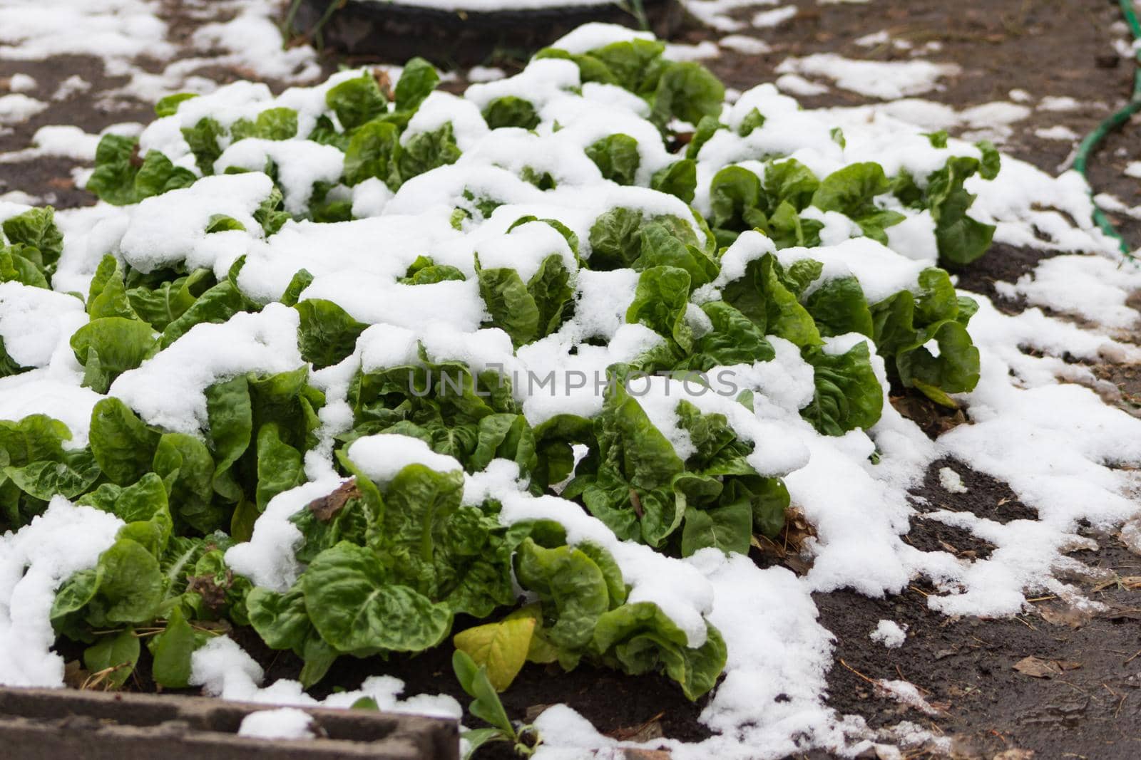 lettuce in the snow covered garden by GabrielaBertolini