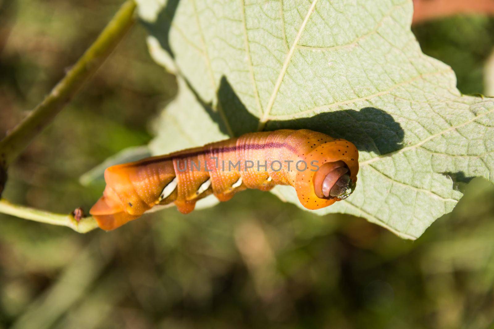 Eumorpha pandorus or sphinx moth caterpillar eating on the leaf, in spring