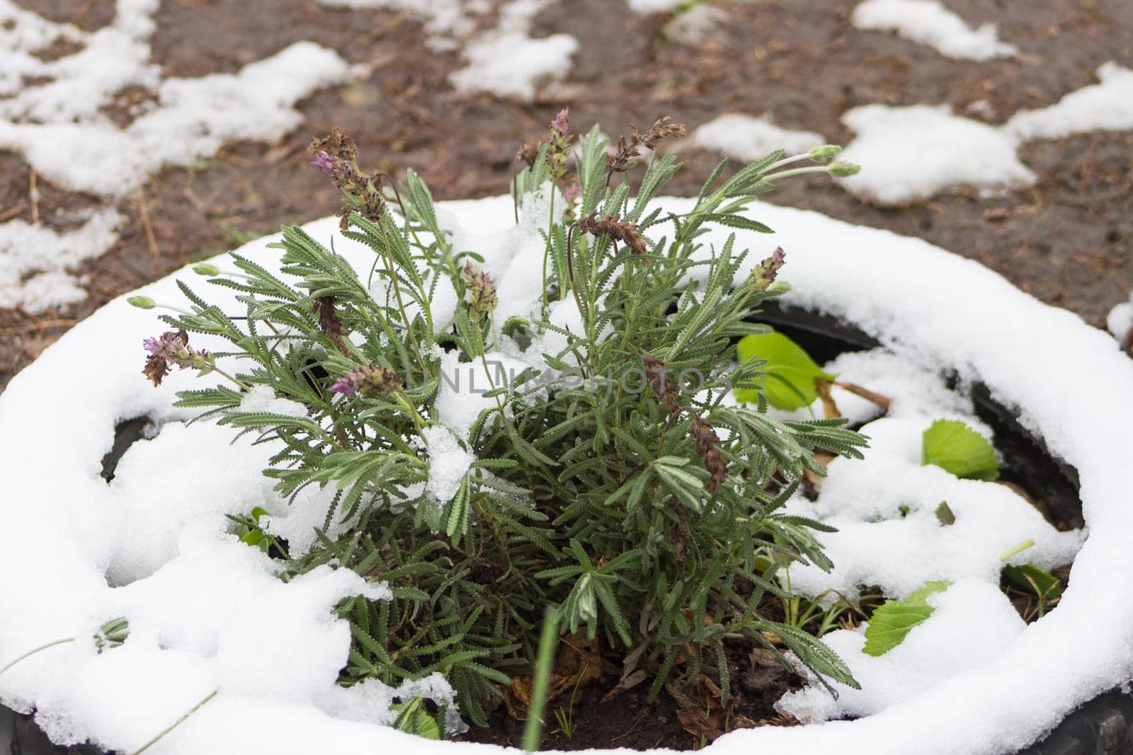 snow covered lavender plant by GabrielaBertolini