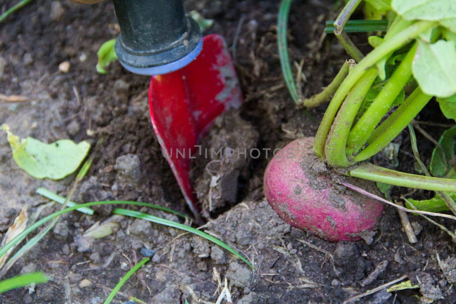 a hand grown radish from the organic garden by GabrielaBertolini