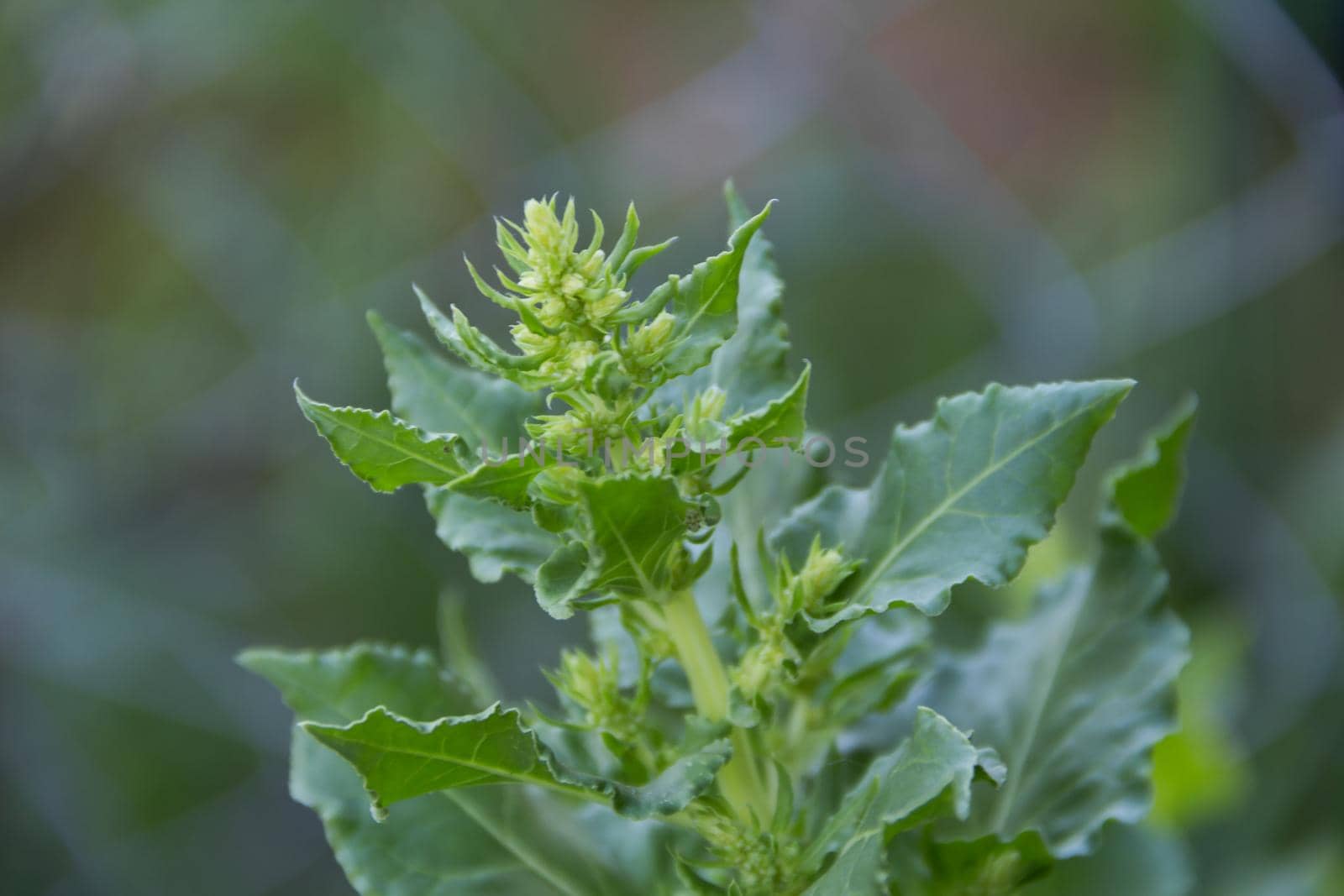 detail of the flowering chard for seeds in the vegetable garden