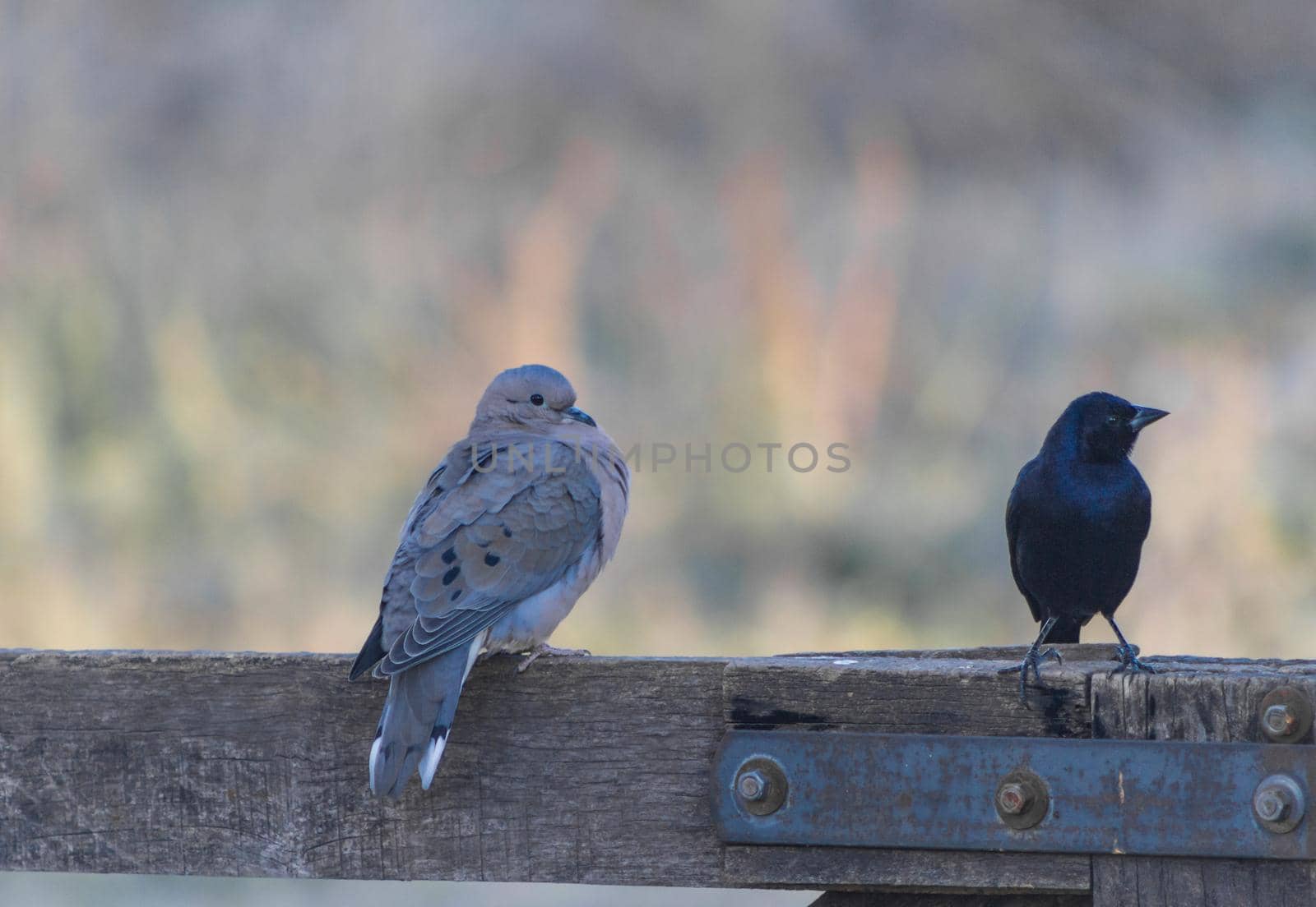 two species of birds perched on the wooden gate in the winter afternoon