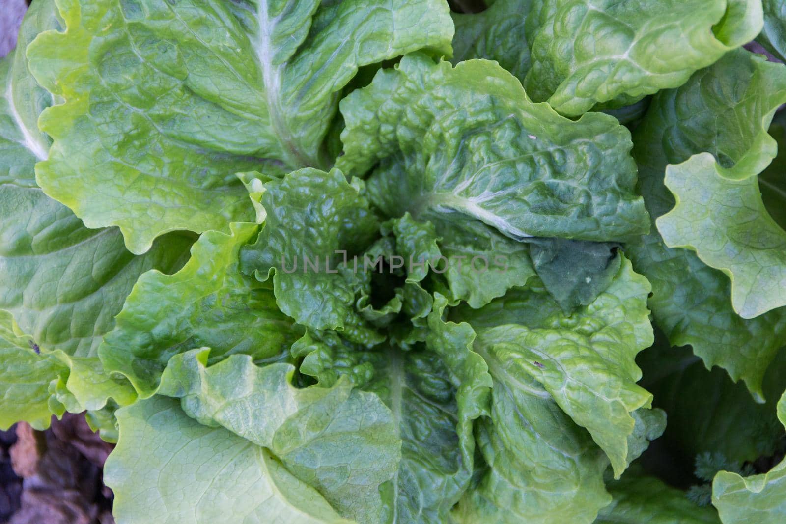 top view of variety of lettuce leaves planted in the organic garden